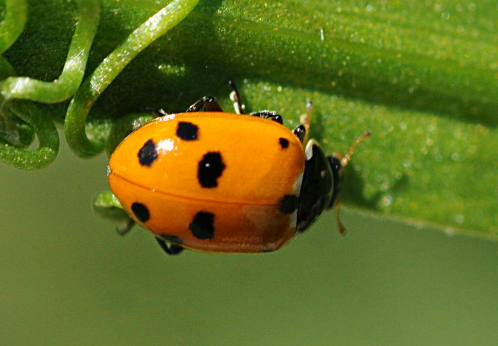 Quale Coccinella? - Hippodamia variegata